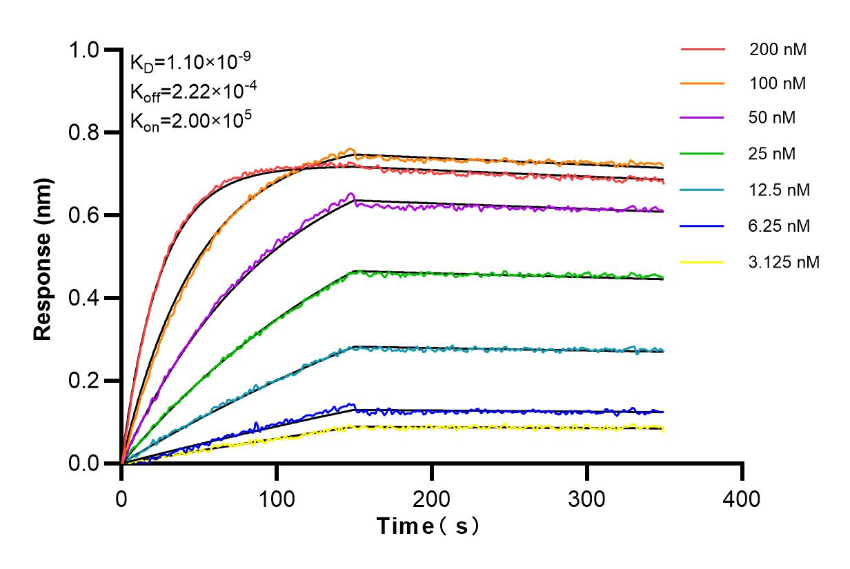 Affinity and Kinetic Characterization of 98164-1-RR