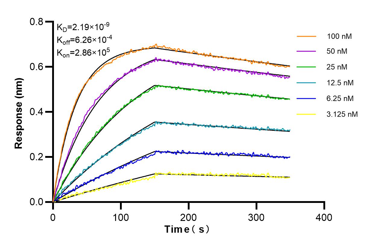 Affinity and Kinetic Characterization of 98169-1-RR