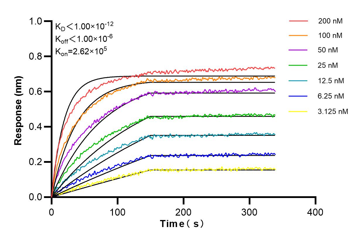 Affinity and Kinetic Characterization of 98185-1-RR