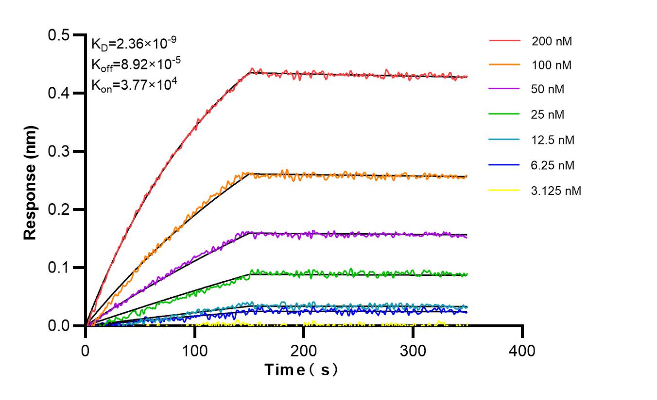 Affinity and Kinetic Characterization of 98192-1-RR