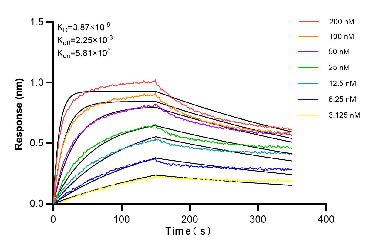 Affinity and Kinetic Characterization of 98194-1-RR