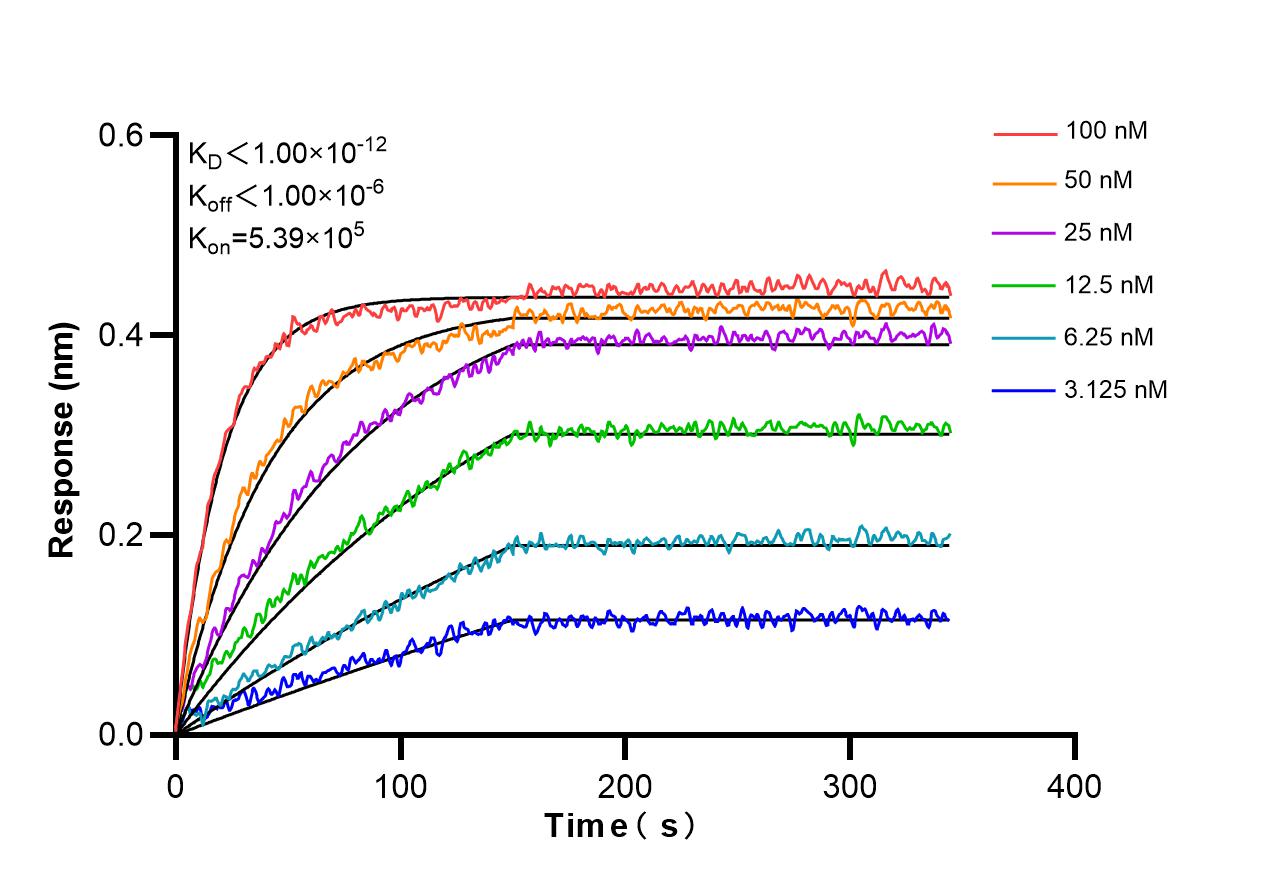 Biolayer interferometry (BLl) kinetic assays of 98196-1-RR against Mouse CSF2RA/CD116 were performed. The affinity constant is below 1 pM. Affinity and Kinetic Characterization of 98196-1-RR