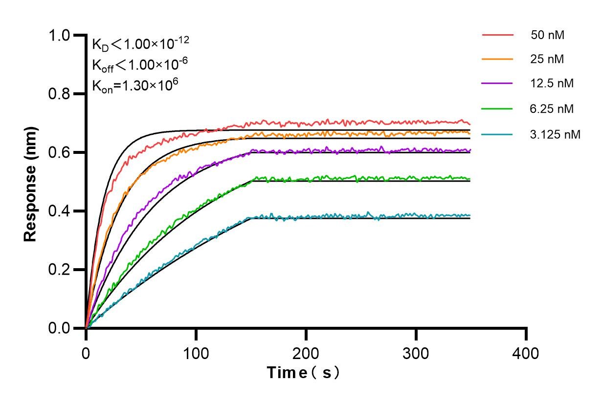 Affinity and Kinetic Characterization of 98197-1-RR