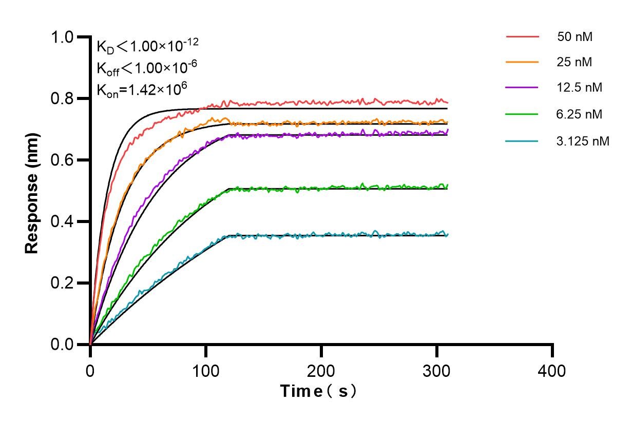 Affinity and Kinetic Characterization of 98198-1-RR