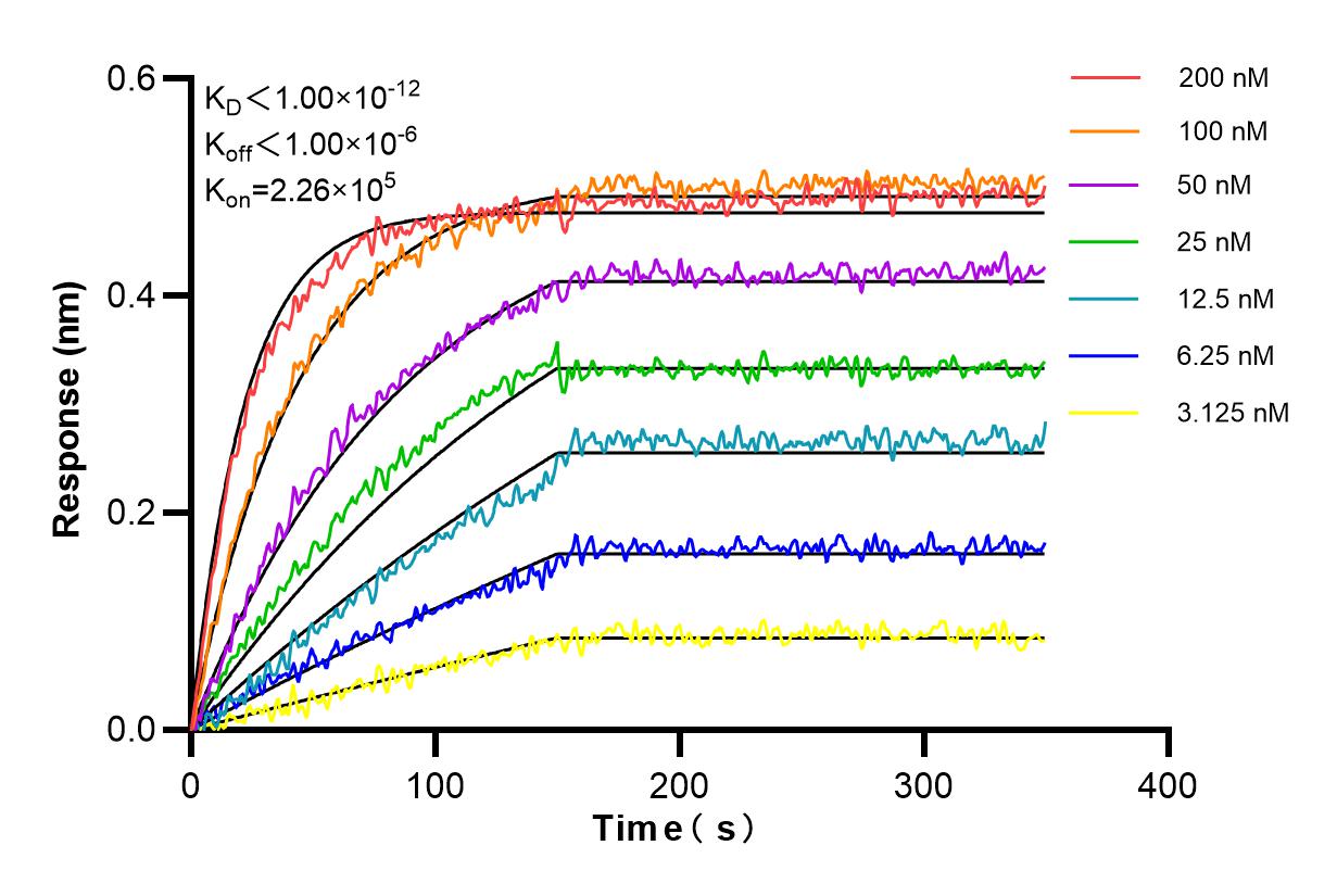Affinity and Kinetic Characterization of 98207-1-RR