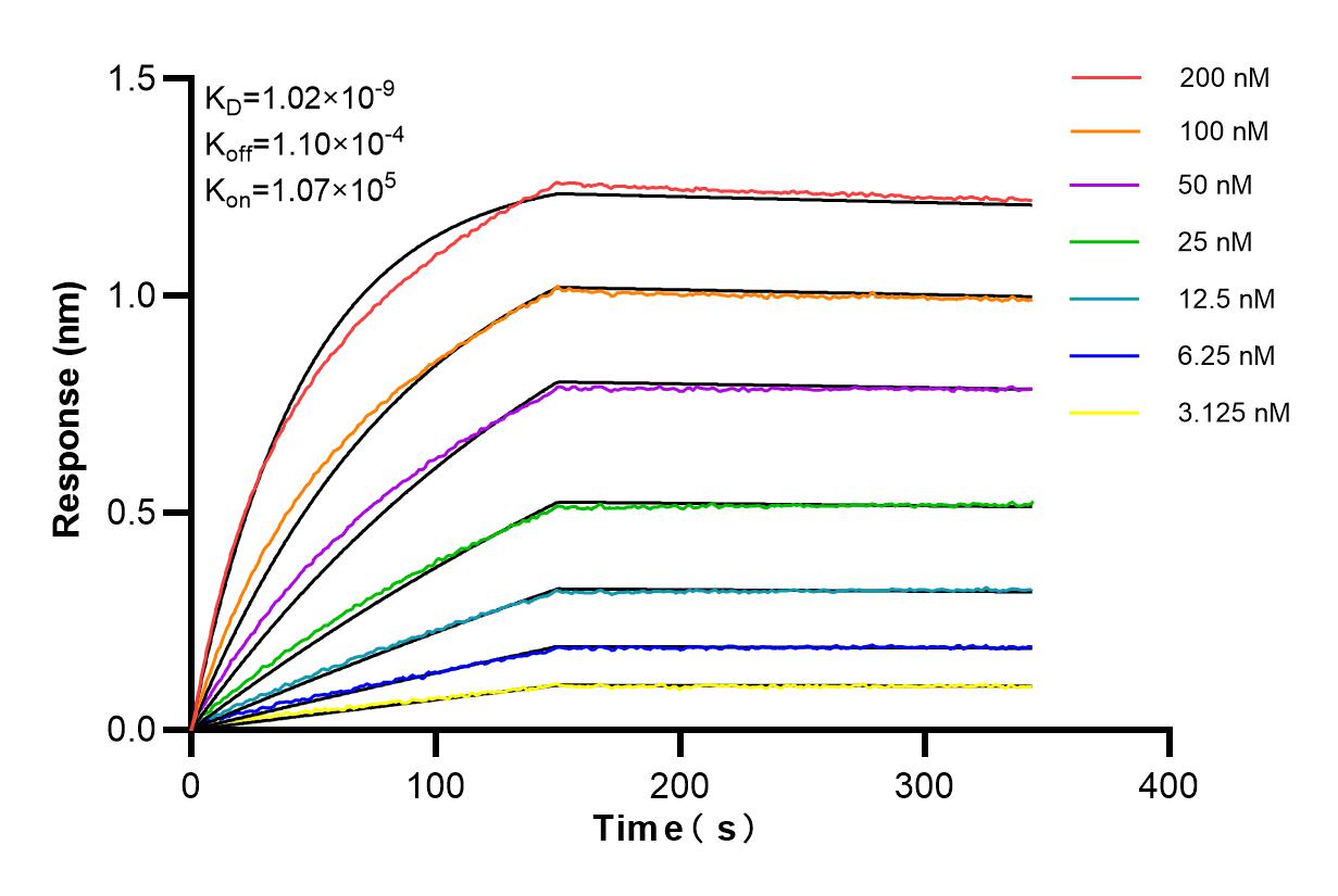 Affinity and Kinetic Characterization of 98208-1-RR