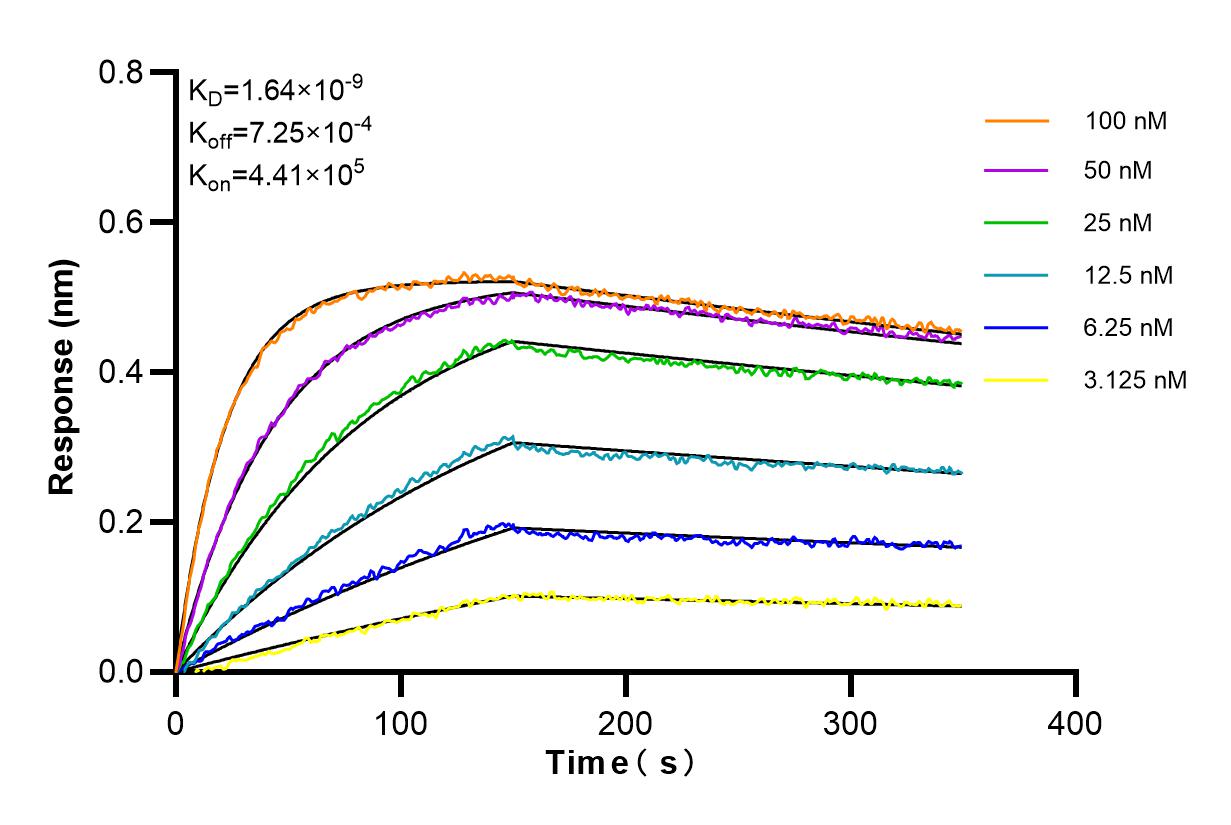 Affinity and Kinetic Characterization of 98209-1-RR