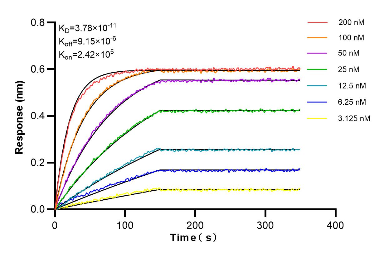 Affinity and Kinetic Characterization of 98212-1-RR