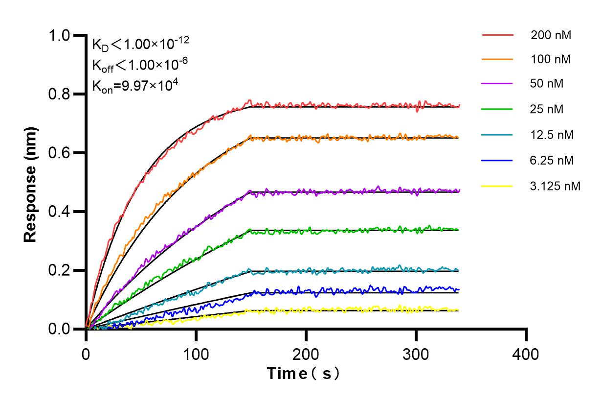 Affinity and Kinetic Characterization of 98217-1-RR