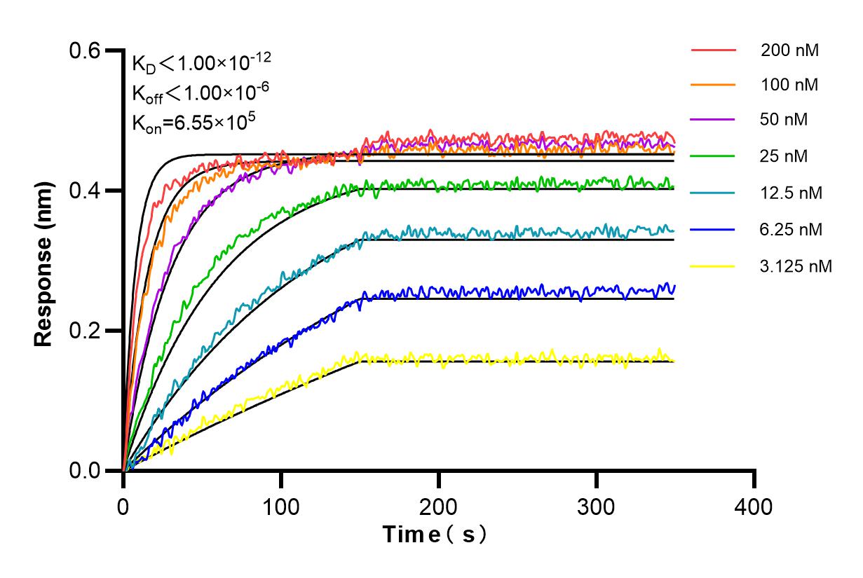 Affinity and Kinetic Characterization of 98219-1-RR