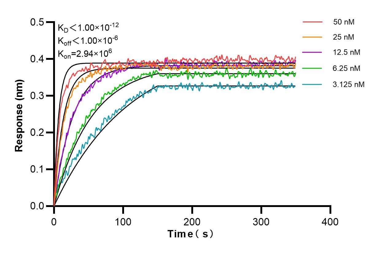 Affinity and Kinetic Characterization of 98225-1-RR