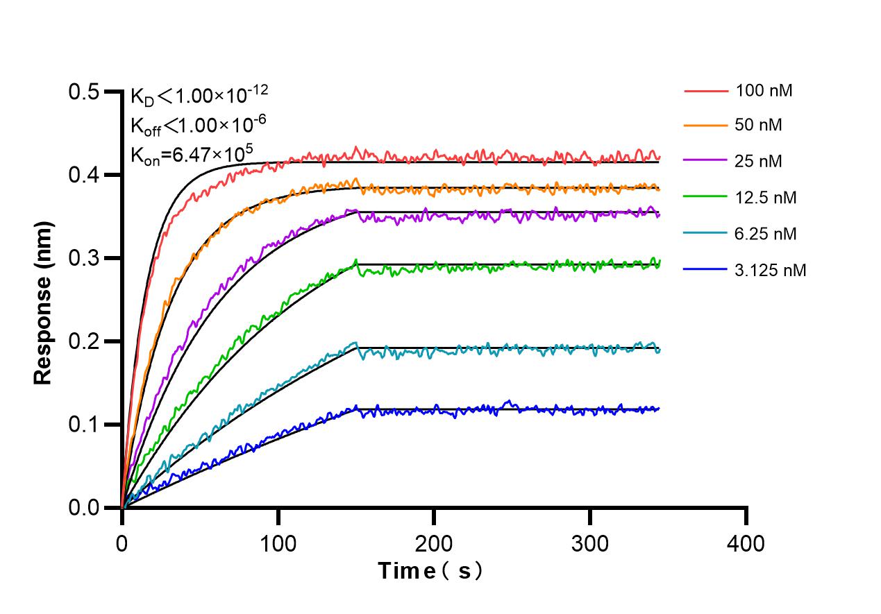 Biolayer interferometry (BLl) kinetic assays of 98225-1-RR against Mouse SIRP Alpha/CD172a were performed. The affinity constant is below 1 pM. Affinity and Kinetic Characterization of 98225-1-RR