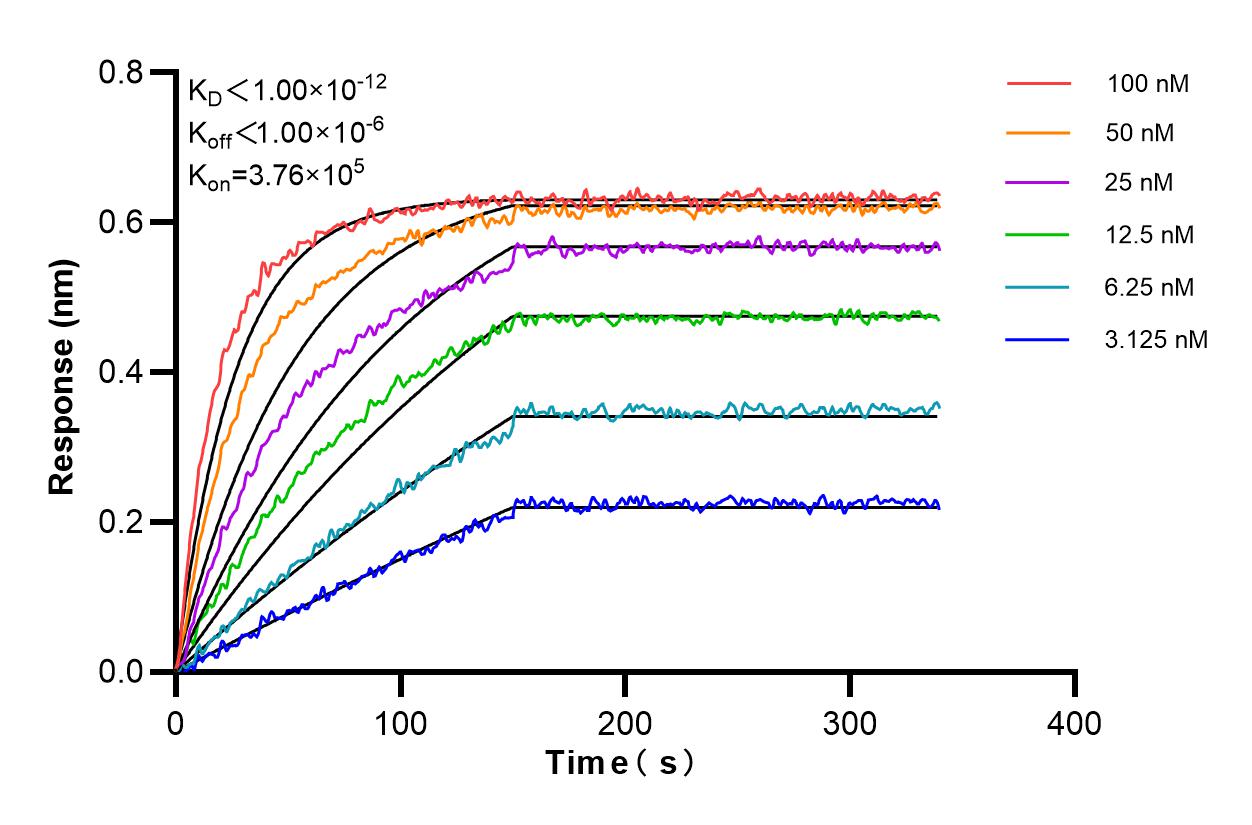 Affinity and Kinetic Characterization of 98229-1-RR