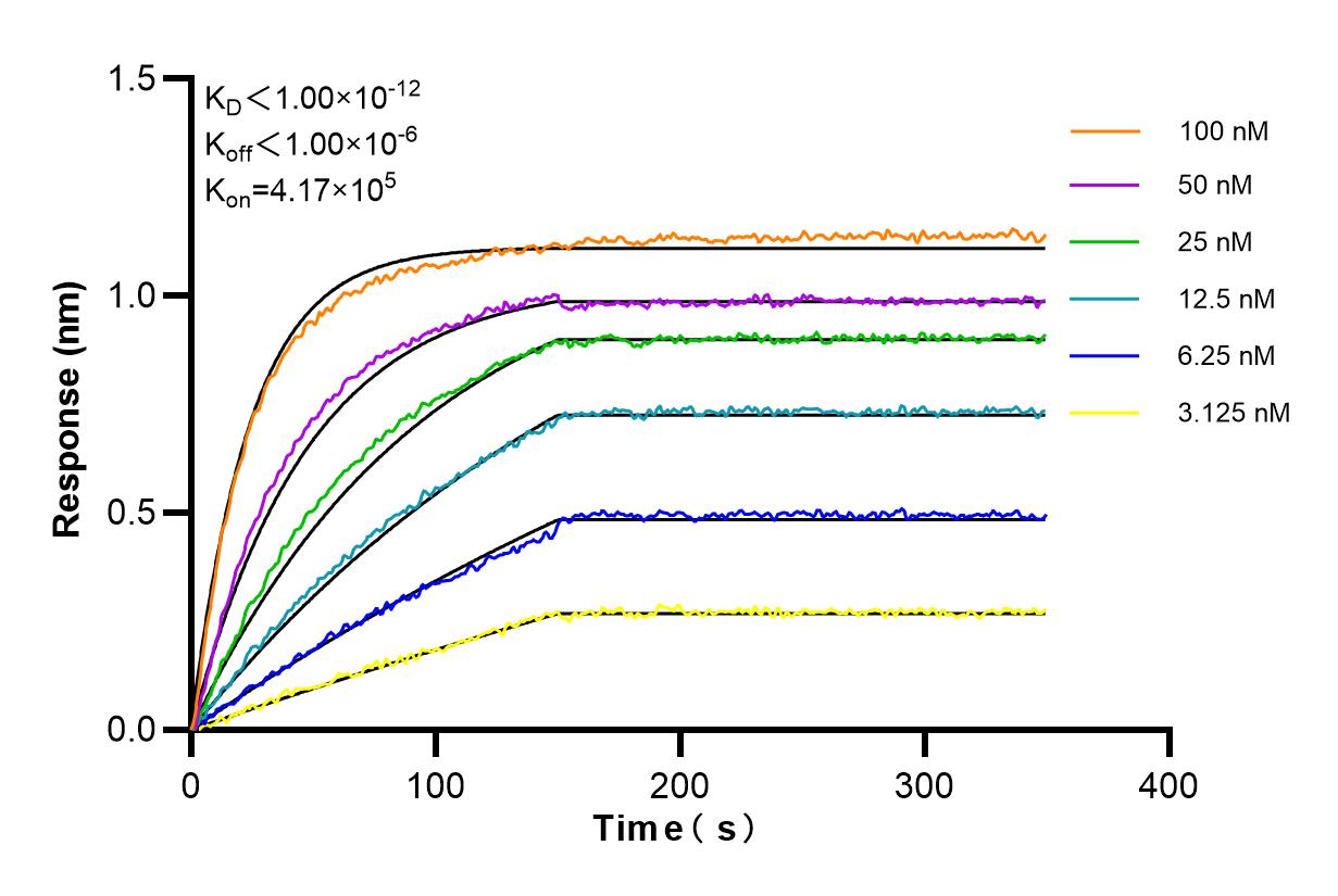 Affinity and Kinetic Characterization of 98232-1-RR