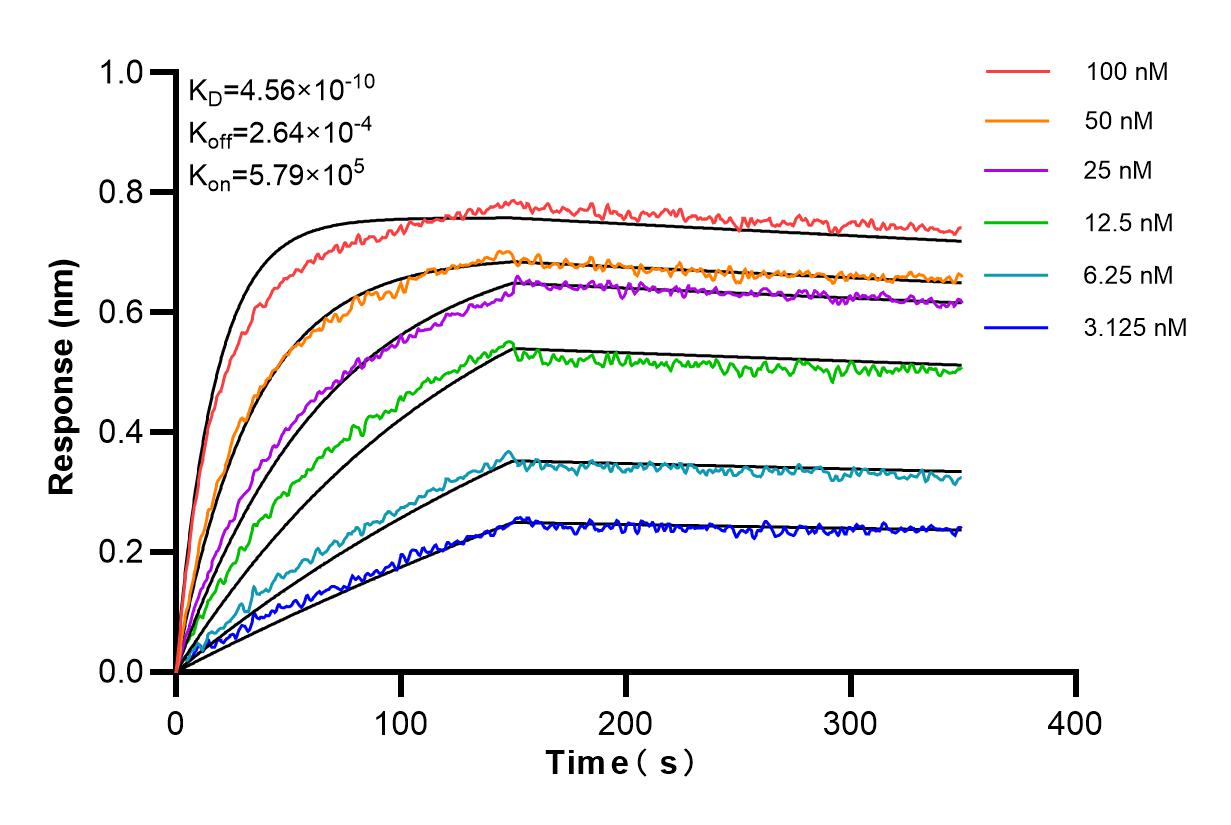 Affinity and Kinetic Characterization of 98235-1-RR