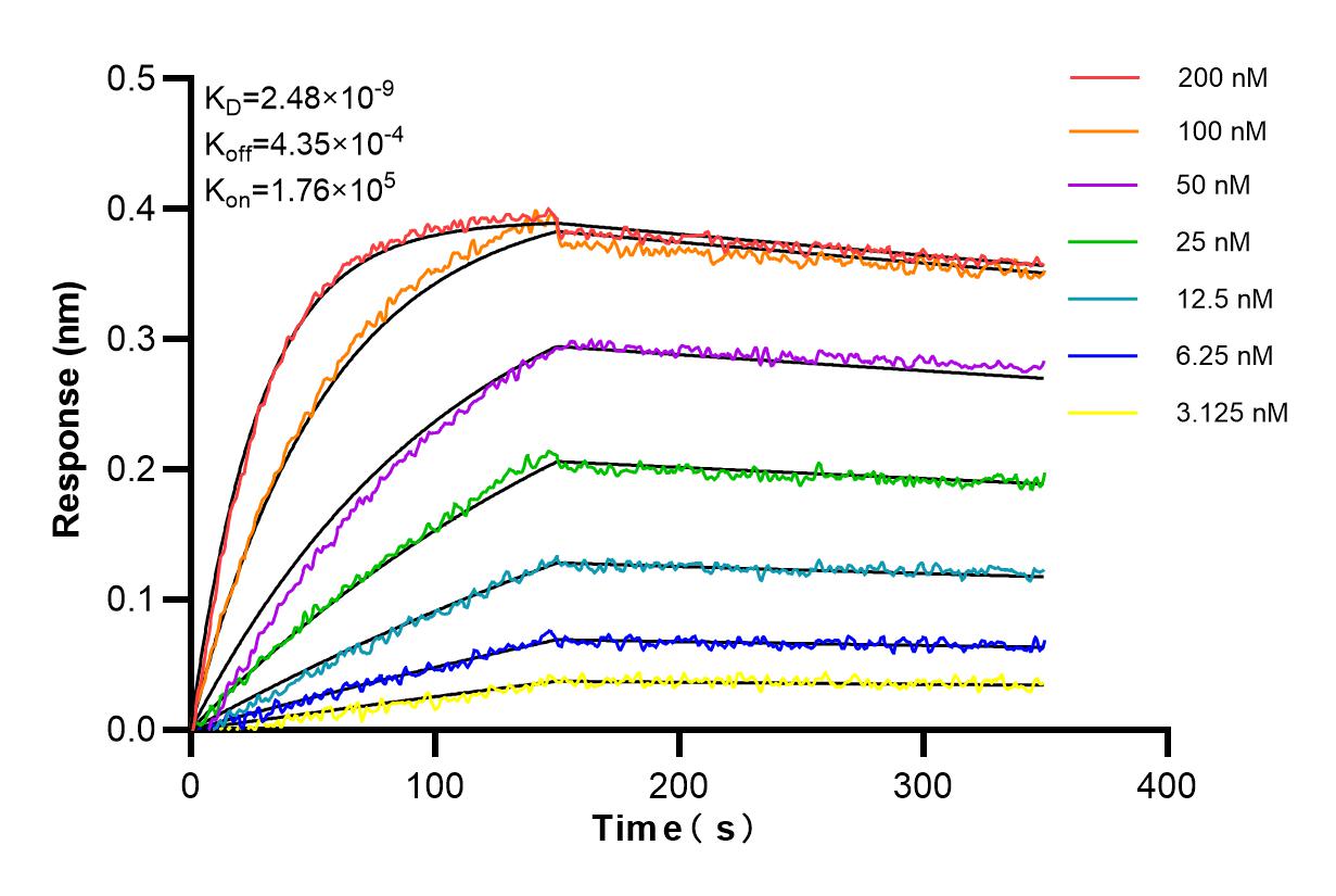 Affinity and Kinetic Characterization of 98246-2-RR