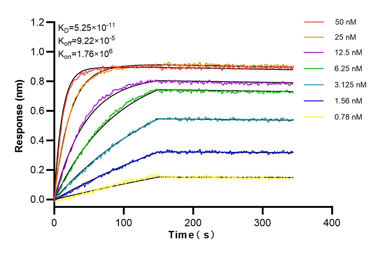 Affinity and Kinetic Characterization of 98248-1-RR