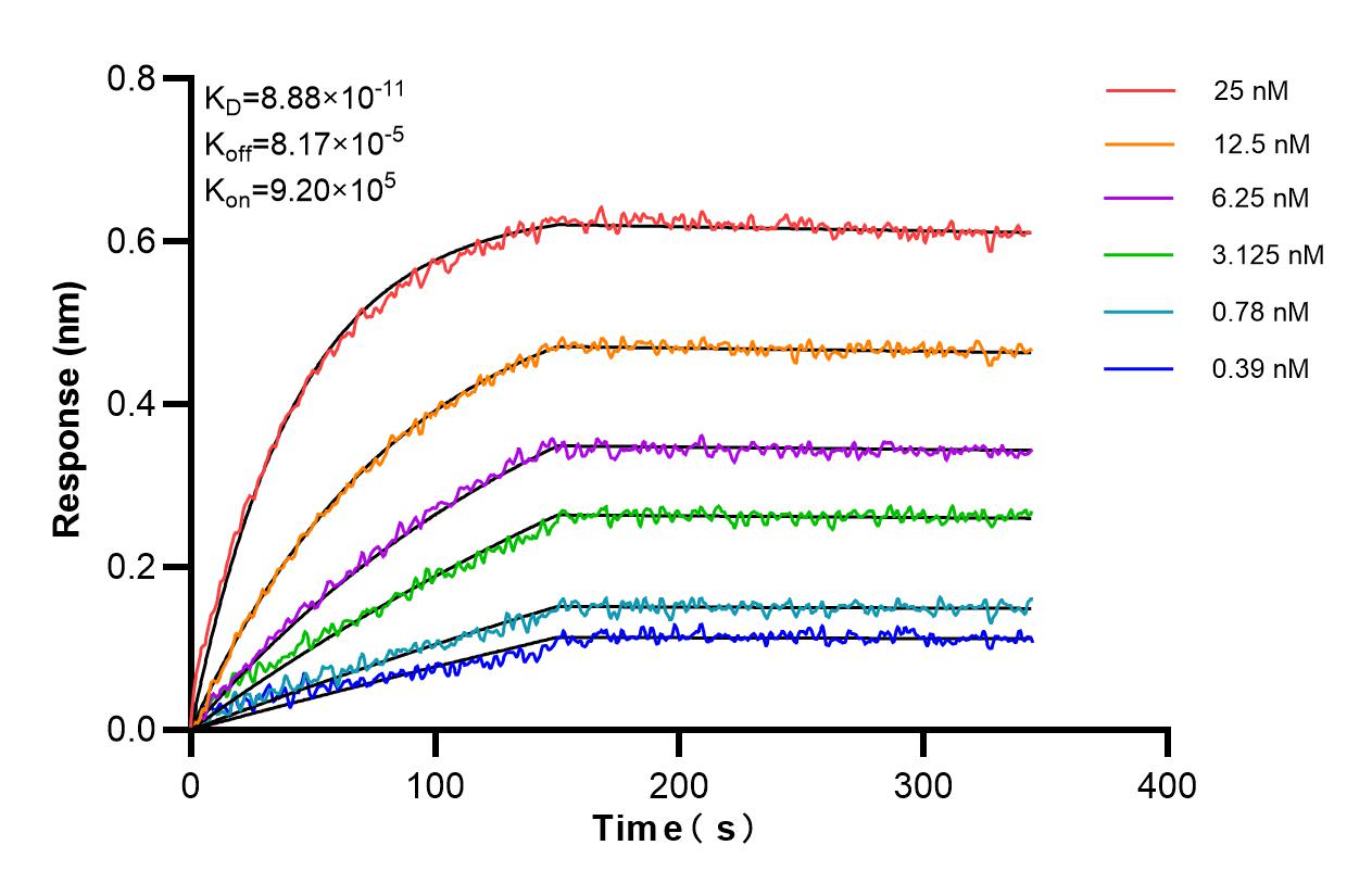 Affinity and Kinetic Characterization of 98249-1-RR