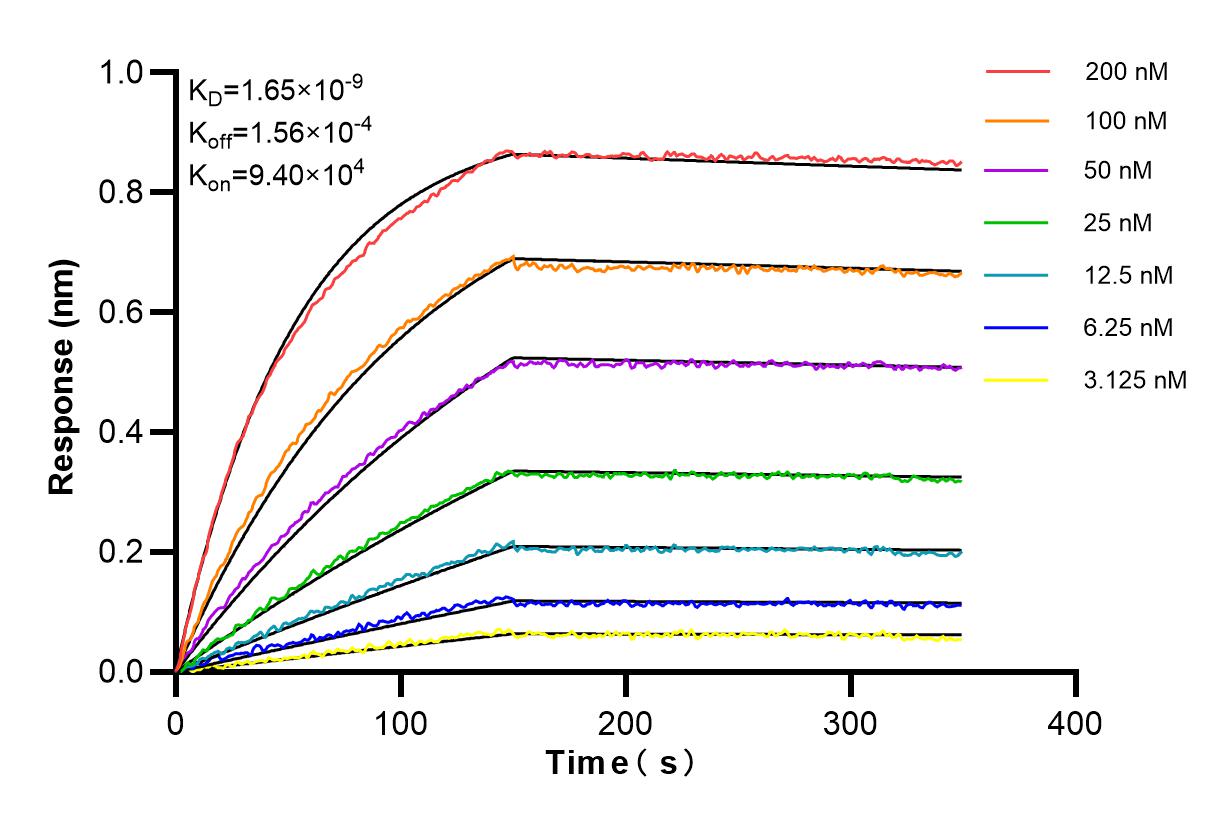Affinity and Kinetic Characterization of 98251-1-RR