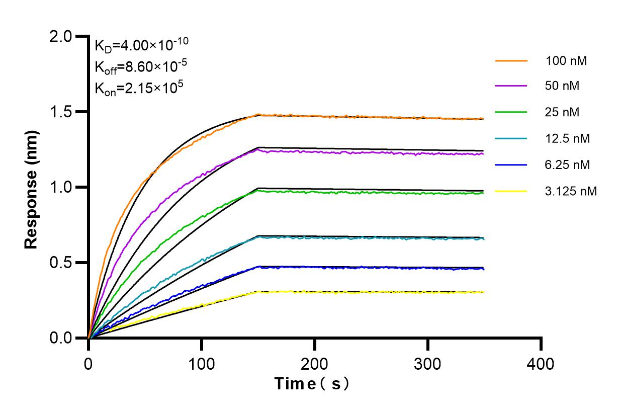 Affinity and Kinetic Characterization of 98257-1-RR