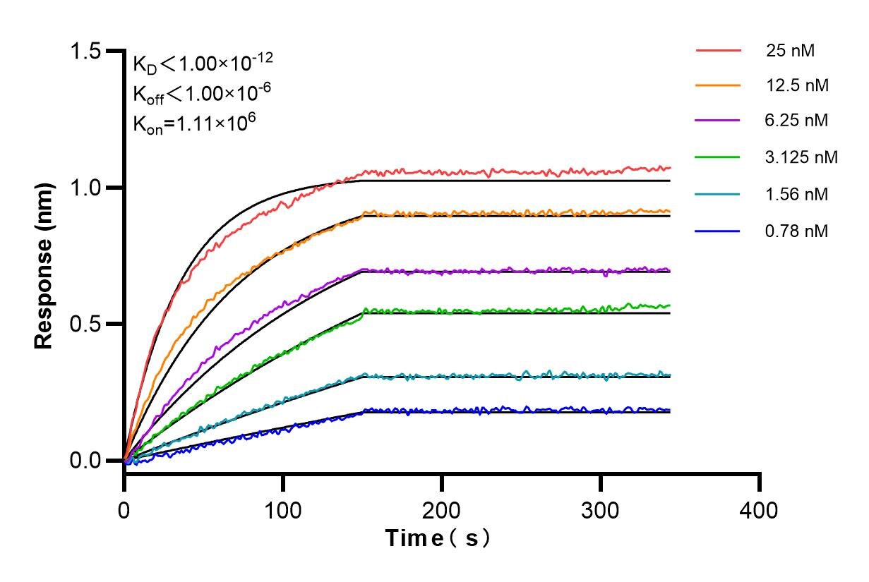 Affinity and Kinetic Characterization of 98259-1-RR