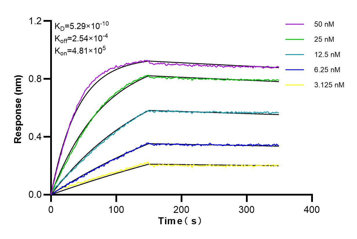 Affinity and Kinetic Characterization of 98260-1-RR