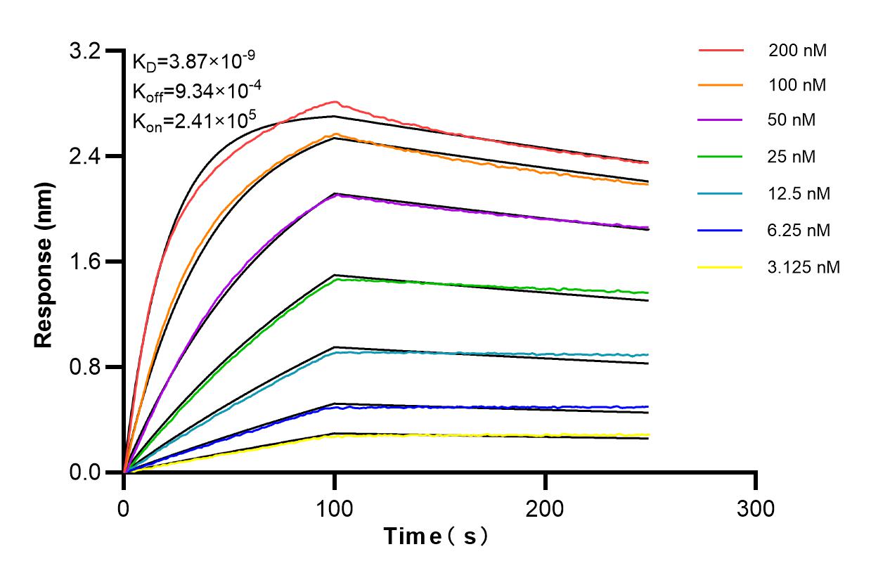 Affinity and Kinetic Characterization of 98262-1-RR