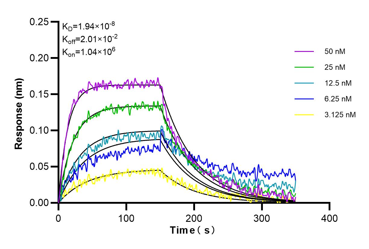 Affinity and Kinetic Characterization of 98269-1-RR