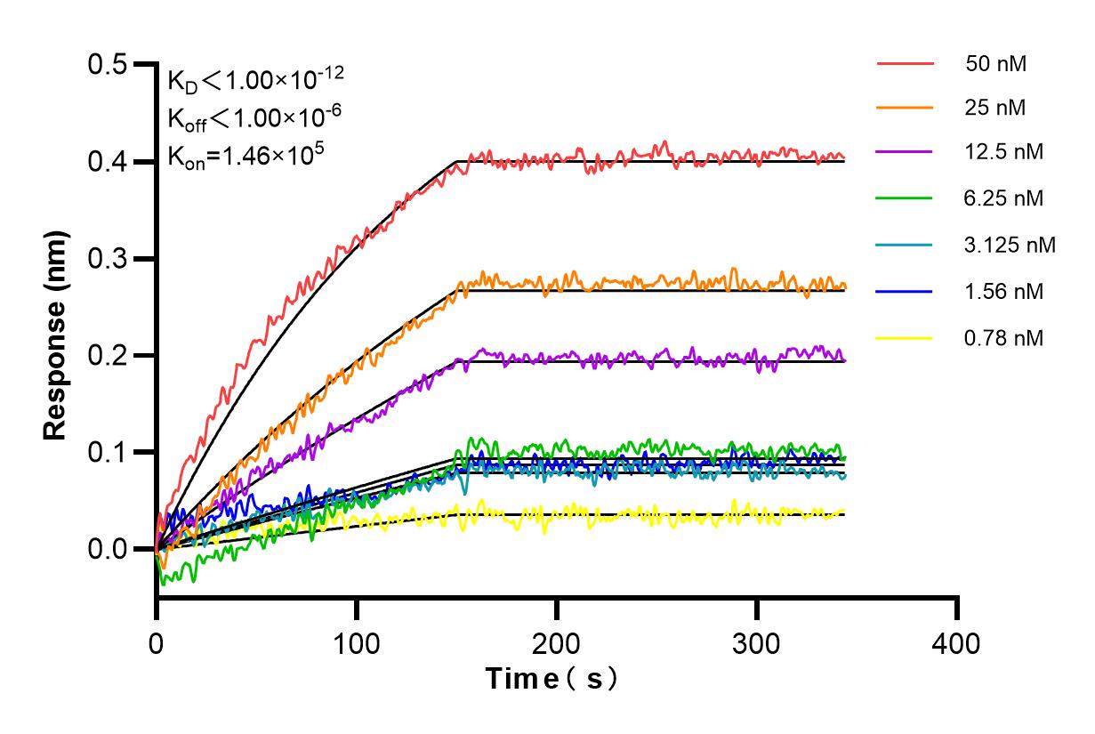 Affinity and Kinetic Characterization of 98275-1-RR