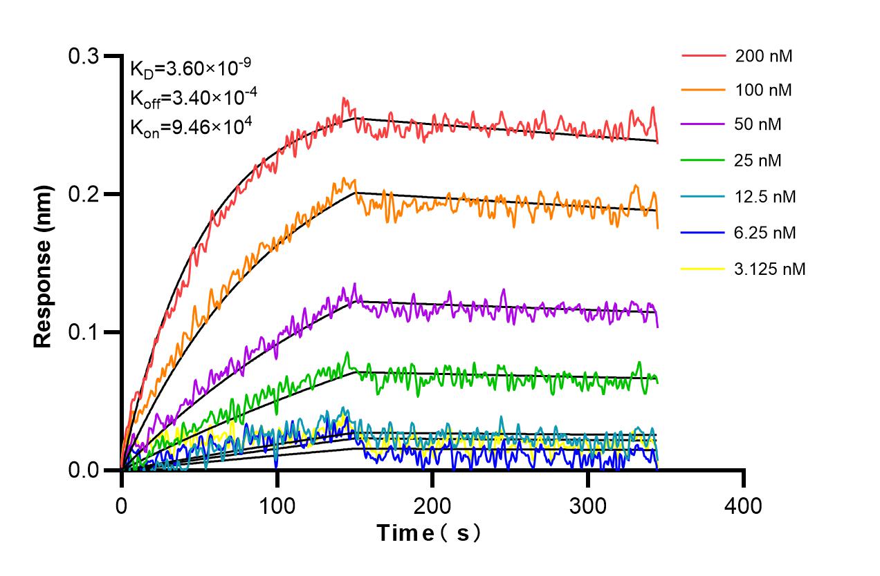 Biolayer interferometry (BLl) kinetic assays of 98275-1-RR against Mouse gp130/IL6ST were performed. The affinity constant is 3.60 nM. Affinity and Kinetic Characterization of 98275-1-RR