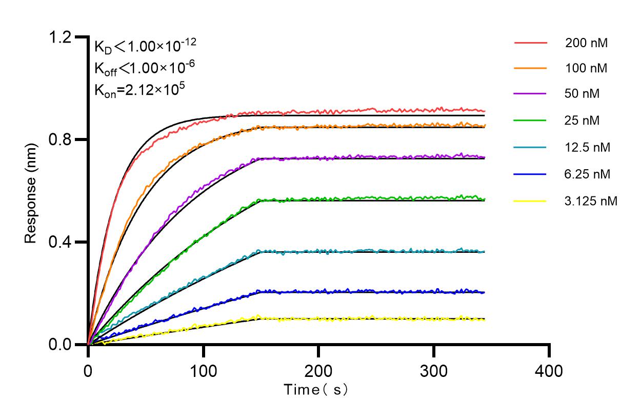 Affinity and Kinetic Characterization of 98277-1-RR