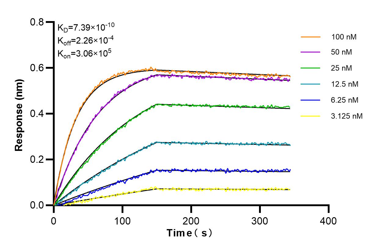 Affinity and Kinetic Characterization of 98286-1-RR