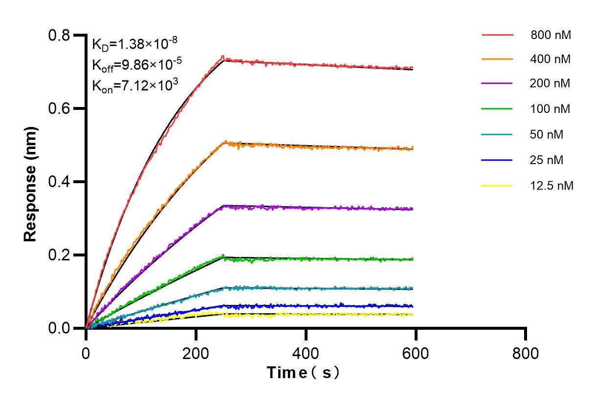 Biolayer interferometry (BLl) kinetic assays of 98287-1-RR against Mouse CD19 were performed. The affinity constant is 13.8 nM. Affinity and Kinetic Characterization of 98287-1-RR