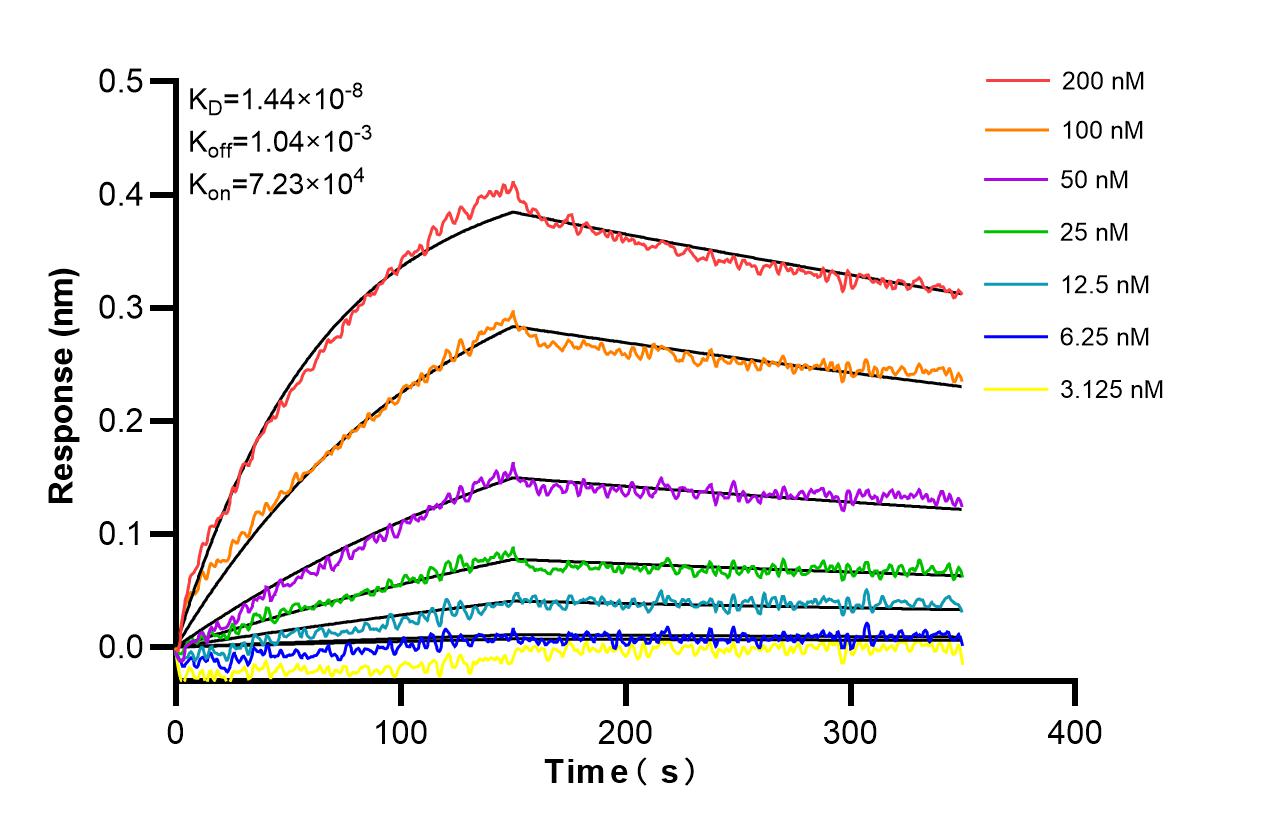 Affinity and Kinetic Characterization of 98303-5-RR