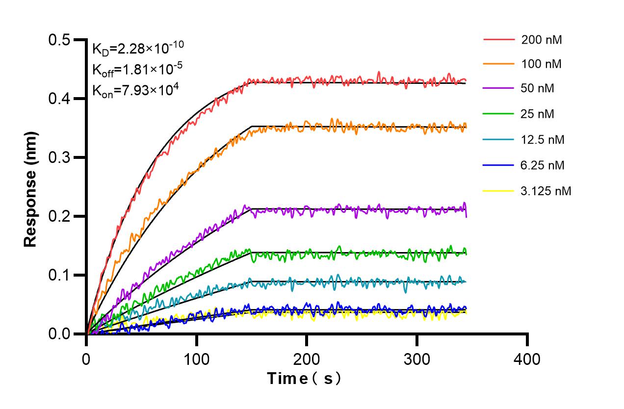 Affinity and Kinetic Characterization of 98331-2-RR