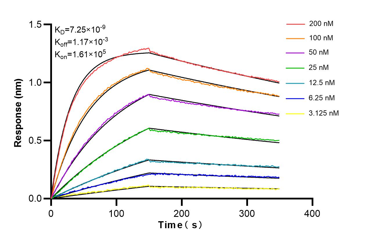 Affinity and Kinetic Characterization of 98333-3-RR