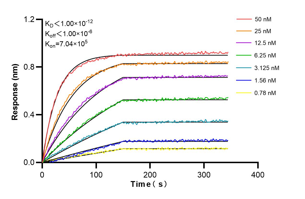 Biolayer interferometry (BLl) kinetic assays of 98348-1-RR against Mouse SLAM/CD150 were performed. The affinity constant is below 1 pM. Affinity and Kinetic Characterization of 98348-1-RR