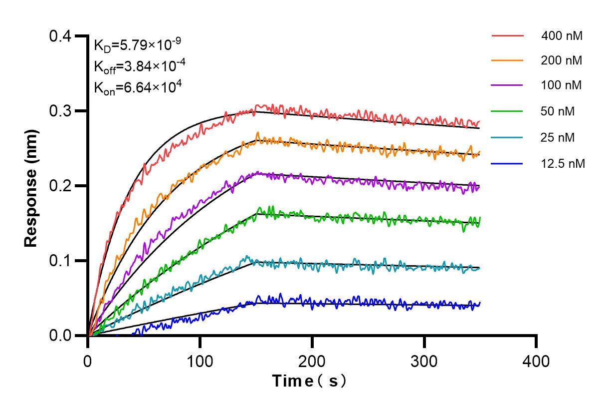 Affinity and Kinetic Characterization of 98352-1-RR