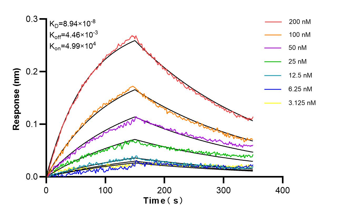 Affinity of 98376-5-RR Affinity of 98376-5-RR