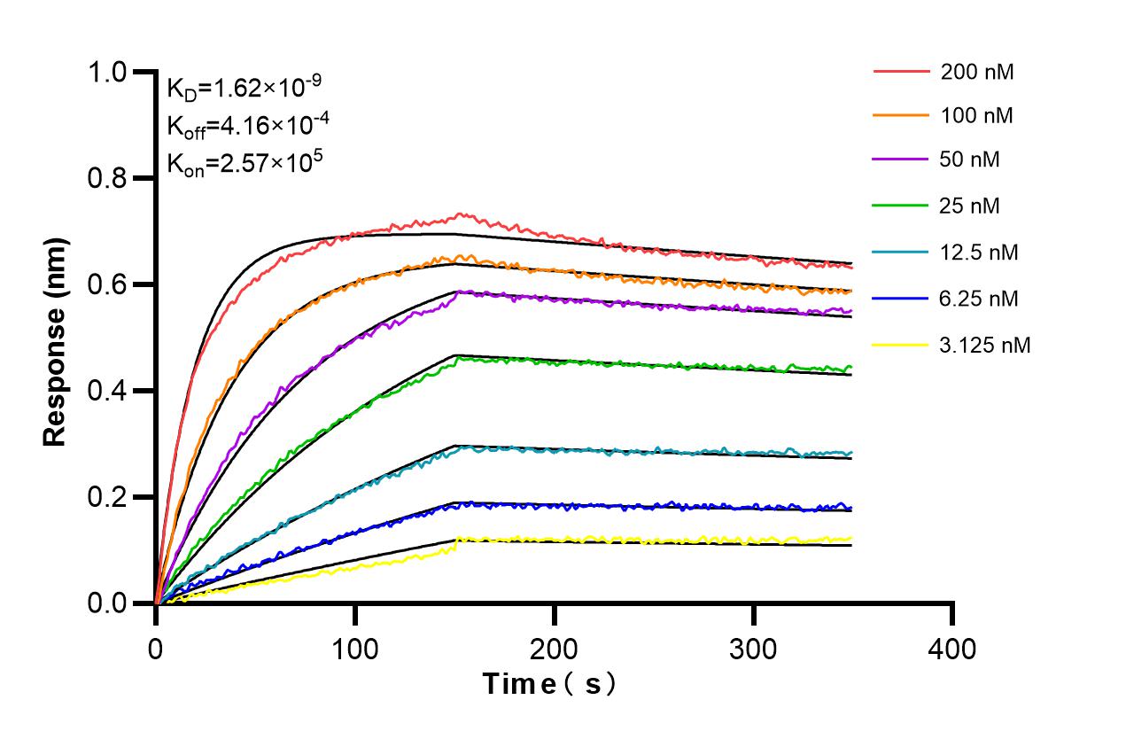 Affinity and Kinetic Characterization of 98379-3-RR