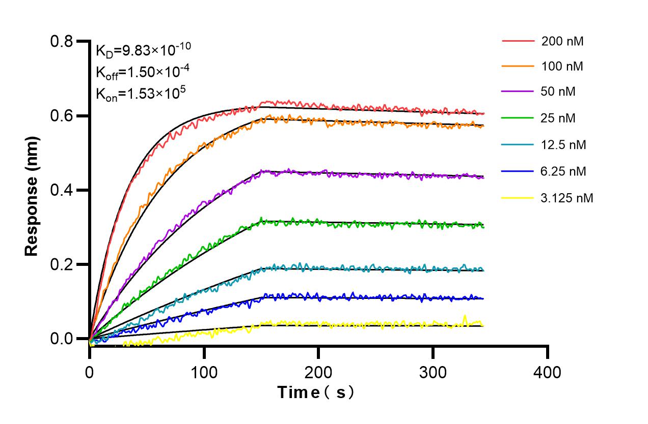 Biolayer interferometry (BLl) kinetic assays of 98382-2-RR against Mouse TWEAKR/CD266 were performed. The affinity constant is 0.983 nM. Affinity and Kinetic Characterization of 98382-2-RR