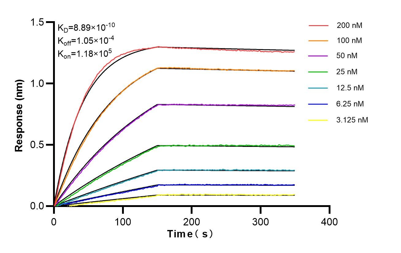 Affinity of 98435-3-RR Affinity of 98435-3-RR