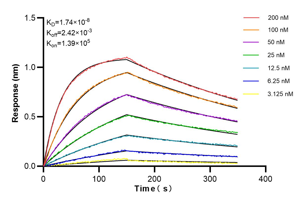 Biolayer interferometry (BLl) kinetic assays of 98485-2-RR against Mouse CD22 were performed. The affinity constant is 17.4 nM. Affinity and Kinetic Characterization of 98485-2-RR