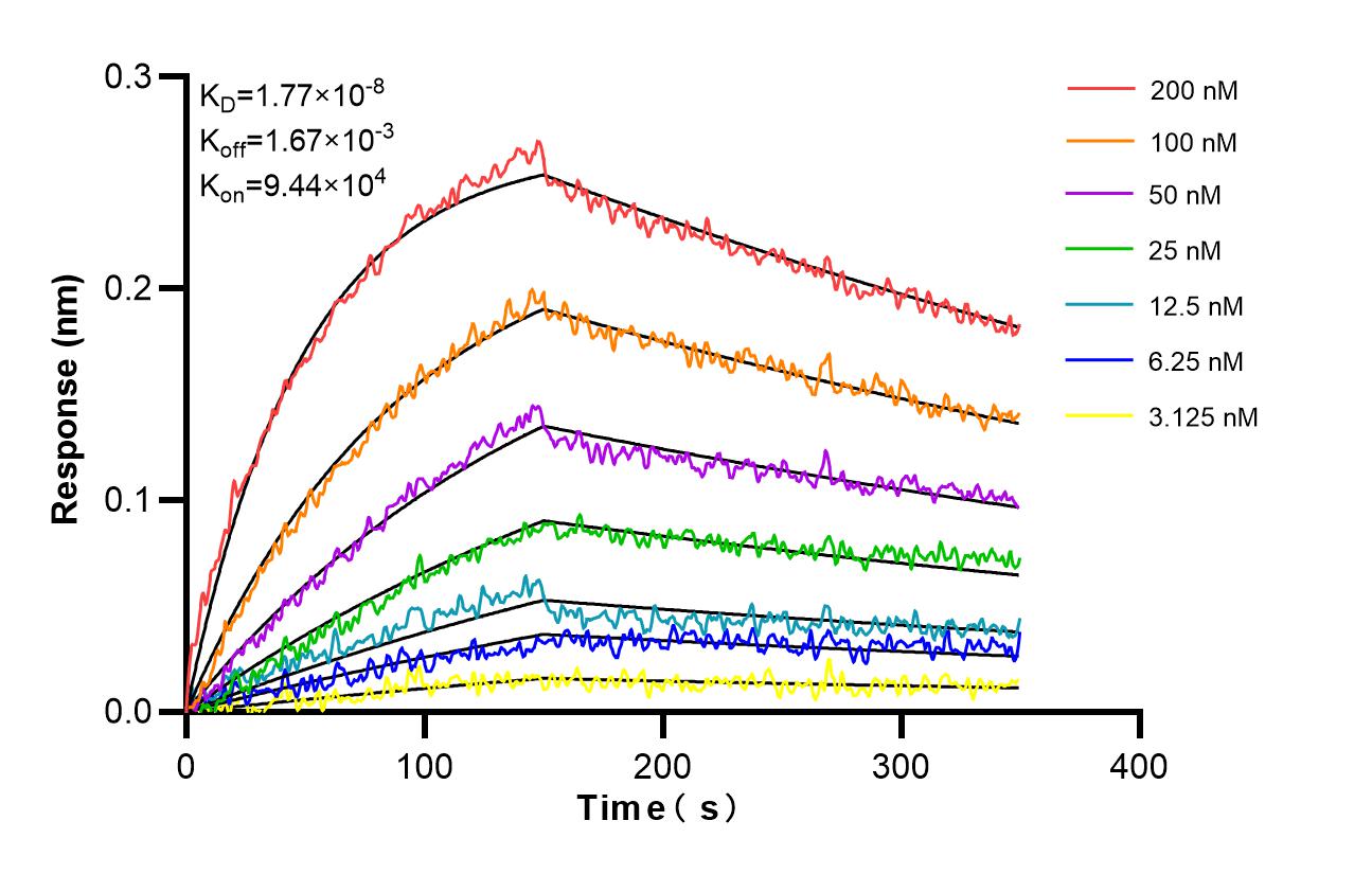Biolayer interferometry (BLl) kinetic assays of 98498-1-RR against Mouse TNFR1/CD120a were performed. The affinity constant is 17.7 nM. Affinity and Kinetic Characterization of 98498-1-RR