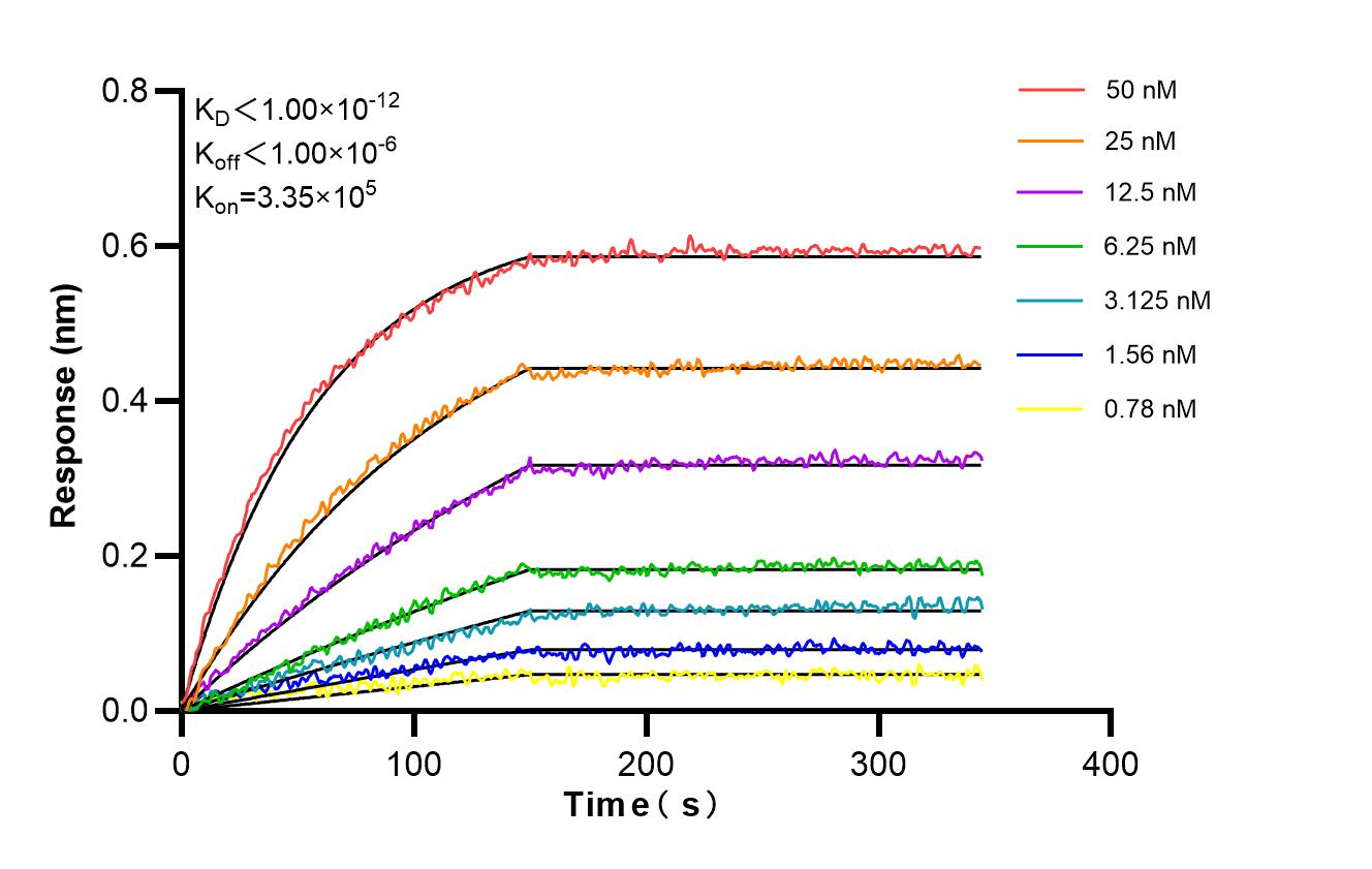 Affinity and Kinetic Characterization of 98511-1-RR