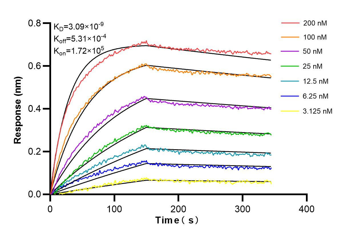 Affinity and Kinetic Characterization of 98519-1-RR