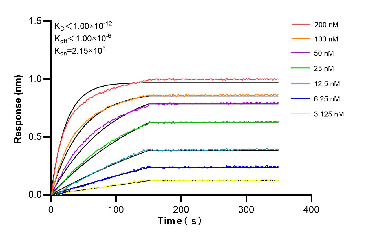 Biolayer interferometry (BLl) kinetic assays of 98522-3-RR against Mouse CD4 were performed. The affinity constant is below 1 pM. Affinity and Kinetic Characterization of 98522-3-RR