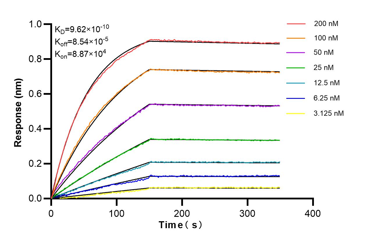 Affinity of 98529-1-RR