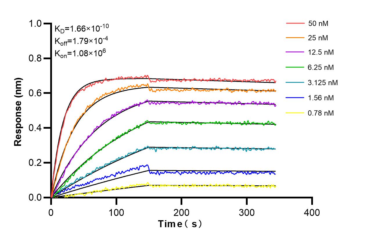 Biolayer interferometry (BLl) kinetic assays of 98530-2-RR against Human IGSF8/CD316 were performed. The affinity constant is 0.166 nM. Affinity and Kinetic Characterization of 98530-2-RR