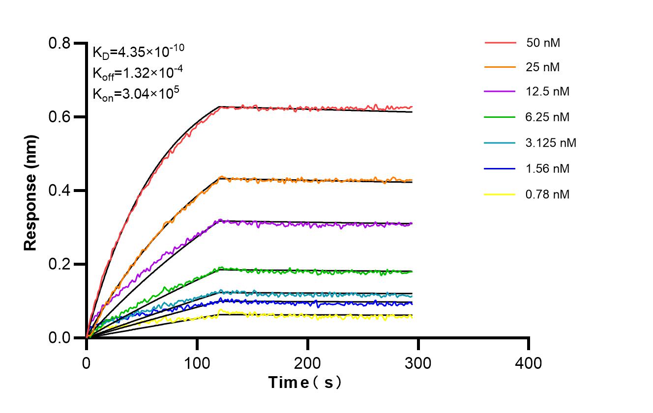 Affinity and Kinetic Characterization of 98541-1-RR